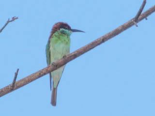 Merops viridis, Blue-throated Bee-eater