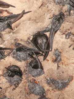 Aerodramus fuciphagus, Edible-nest Swiftlet