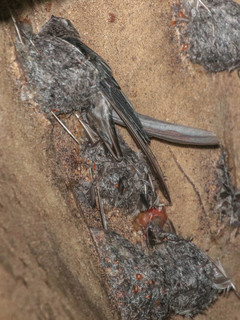 Aerodramus fuciphagus, Edible-nest Swiftlet