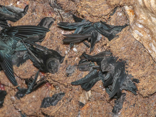 Aerodramus maximus, Black-nest Swiftlet
