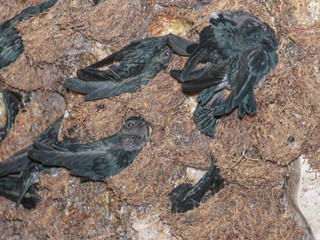 Aerodramus maximus, Black-nest Swiftlet