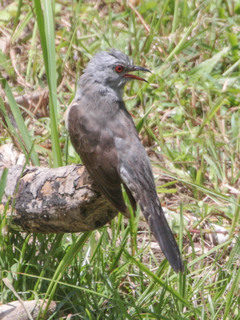 Cacomantis merulinus, Plaintive Cuckoo