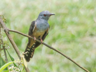 Cacomantis merulinus, Plaintive Cuckoo