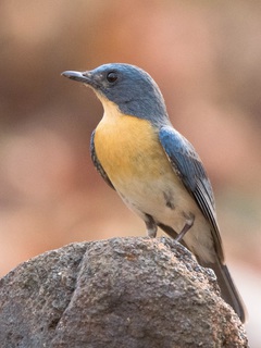 Cyornis tickelliae, Tickells Blue-Flycatcher