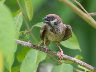 Passer montanus, Eurasian Tree-Sparrow