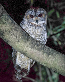 Strix ocellata, Mottled Wood-Owl