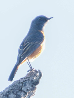 Phoenicurus frontalis, Blue-fronted Redstart