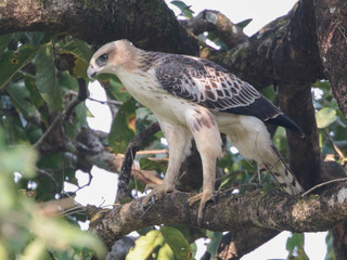 Nisaetus cirrhatus, Changeable Hawk Eagle