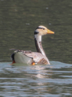 Anser indicus, Bar-headed Goose