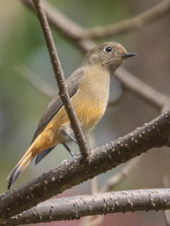 Phoenicurus frontalis, Blue-fronted Redstart