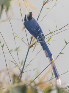 Urocissa erythrorhyncha, Blue Magpie