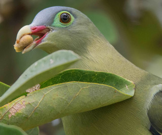 Treron curvirostra, Thick-billed Green-Pigeon