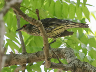 Aplonis panayensis, Asian Glossy-Starling