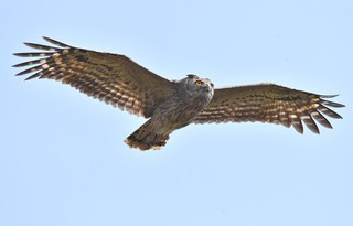 Bubo coromandus, Dusky Eagle-Owl