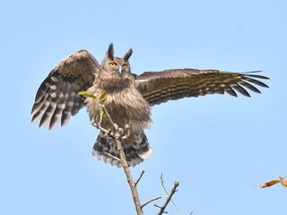 Bubo coromandus, Dusky Eagle-Owl