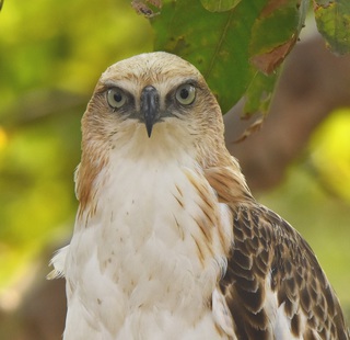 Nisaetus cirrhatus, Changeable Hawk Eagle