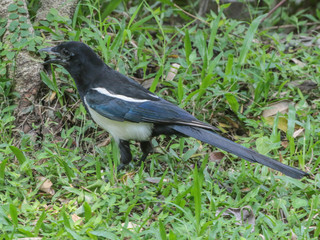 Pica pica, Eurasian or Common Magpie
