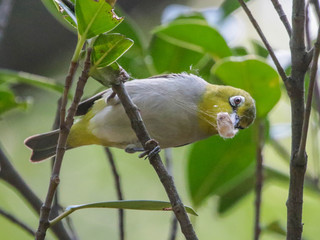 Zosterops japonicus, Japanese White-eye