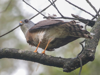 Accipiter soloensis, Chinese Sparrowhawk