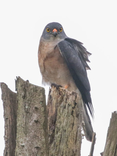 Accipiter soloensis, Chinese Sparrowhawk