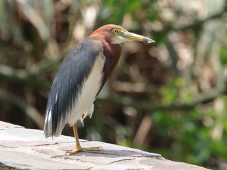 Ardeola bacchus, Chinese Pond Heron