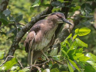 Gorsachius melanolophus, Malayan Night Heron