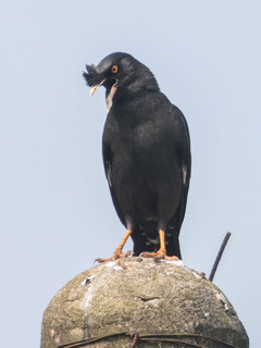 Acridotheres cristatellus, Crested Myna