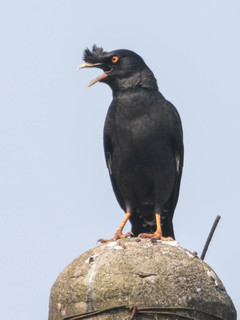 Acridotheres cristatellus, Crested Myna