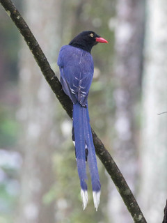 Urocissa caerulea, Formosan or Taiwan Blue Magpie
