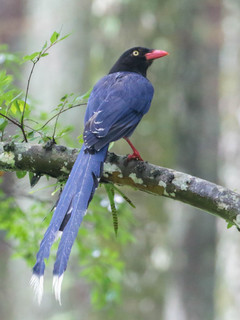 Urocissa caerulea, Formosan or Taiwan Blue Magpie