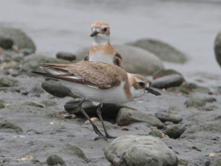Charadrius leschenaultii, Greater Sand Plover