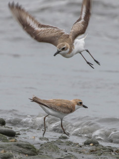 Charadrius leschenaultii, Greater Sand Plover