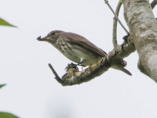 Muscicapa griseisticta, Grey-streaked Flycatcher