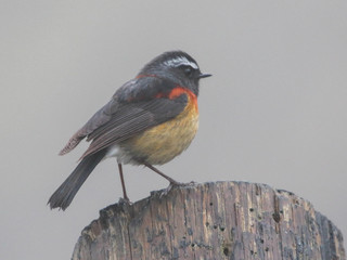Tarsiger johnstoniae, Collared Bush-Robin