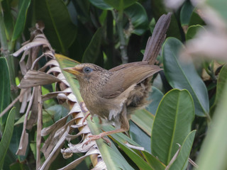 Garrulax canorus, Taiwan Hwamei