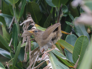 Garrulax canorus, Taiwan Hwamei