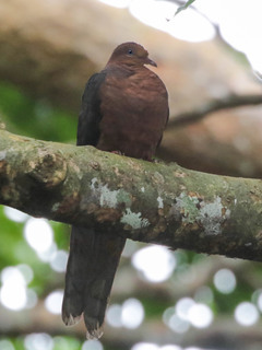 Macropygia tenuirostris, Philippine Cuckoo-Dove