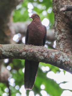 Macropygia tenuirostris, Philippine Cuckoo-Dove
