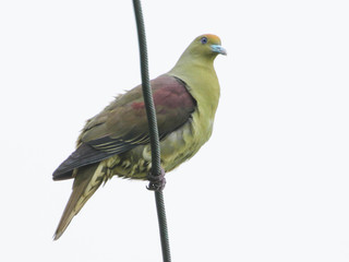 Treron formosae, Taiwan Green Pigeon