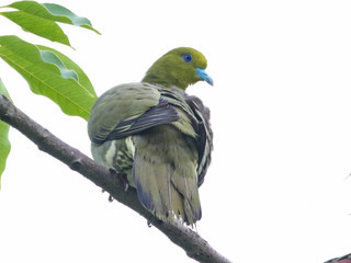 Treron sieboldii, White-bellied Green Pigeon