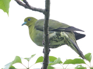 Treron sieboldii, White-bellied Green Pigeon