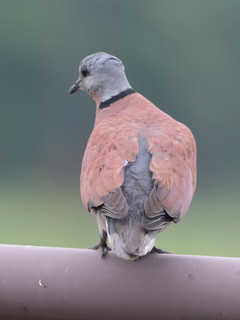 Streptopelia tranquebarica, Red Collared-Dove
