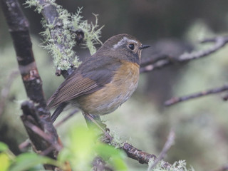 Tarsiger johnstoniae, Collared Bush-Robin