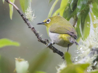 Zosterops japonicus, Japanese White-eye