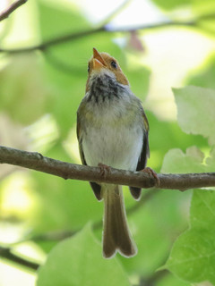 Abroscopus albogularis, Rufous-faced Warbler
