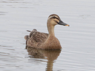Anas zonorhyncha, Eastern Spot-billed Duck