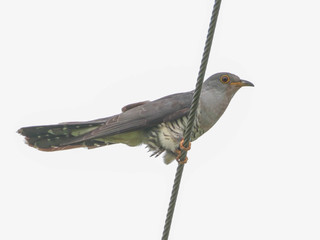 Cuculus optatus, Oriental Cuckoo