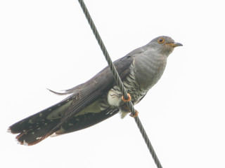Cuculus optatus, Oriental Cuckoo