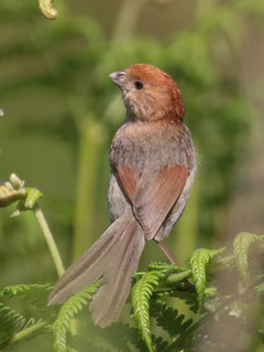 Paradoxornis webbianus, Vinous-thlroated Parrotbill