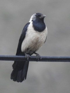 Corvus dauuricus, Daurian Jackdaw